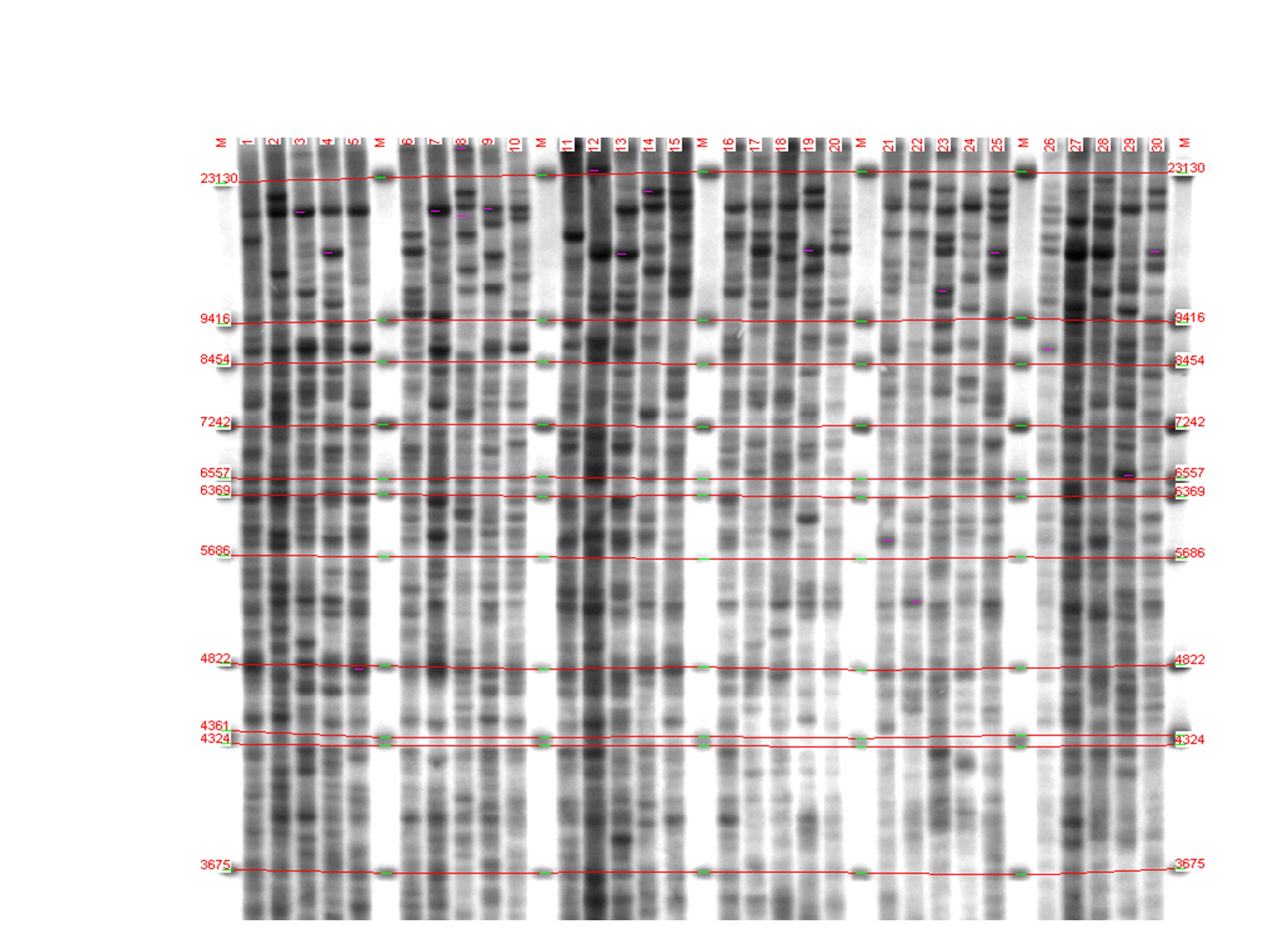 Genetic profiles of individuals of three groups of fish, revealed by multilocus analysis: lanes 1-10 – Onega salmon; 11-20 – Caspian salmon; 21-30 – Baltic salmon; M – fragment length marker