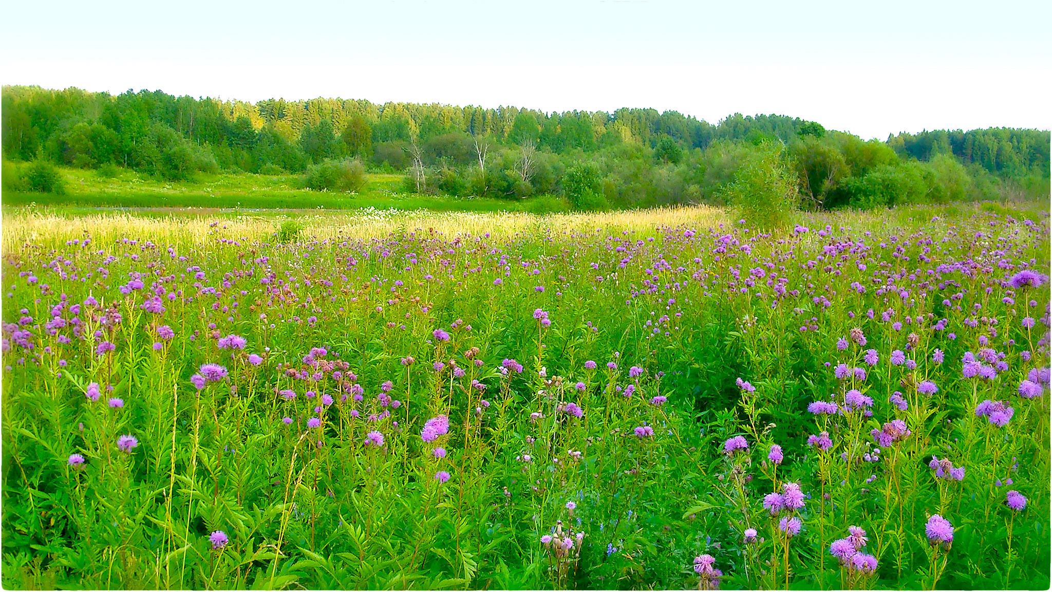The Serratula coronata agropopulation is a source of phytogenic substances with ecdysterone