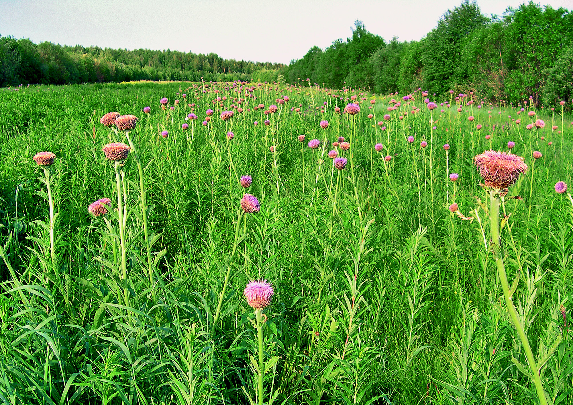 Industrial source of ecdysterone from Rhaponticum carthamoides agropopulations