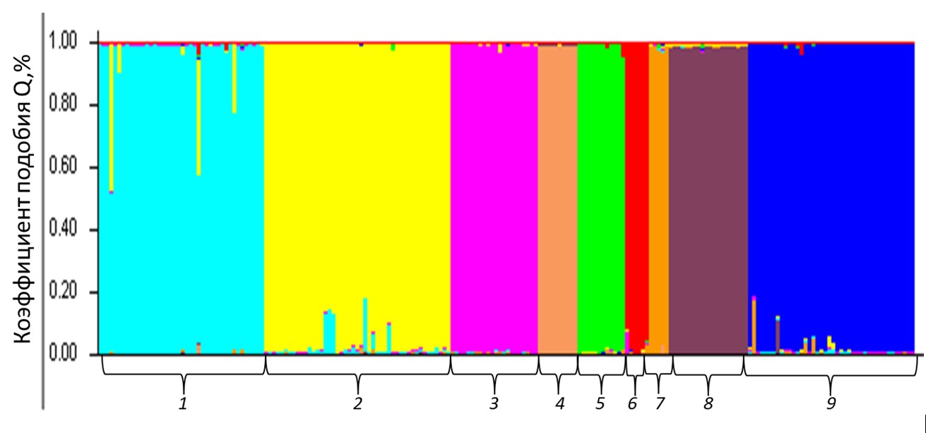 Кластерный анализ выборки осетровых видов рыб на основании частот аллелей по 8-ми микросателлитным локусам, выполненный с помощью программы Structure 2.3.4 для числа кластеров K=9