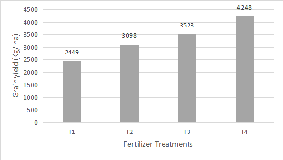 Effect of Terrasay foliar fertilization on spring wheat in 2024