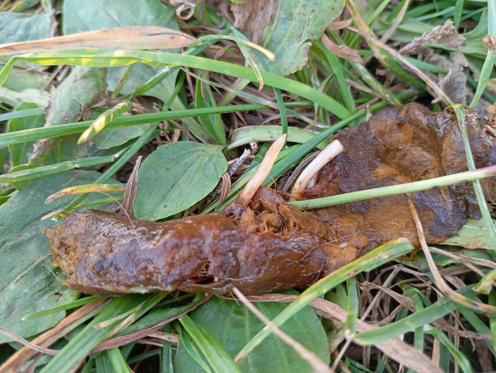 Токсокара – особь в фекалиях