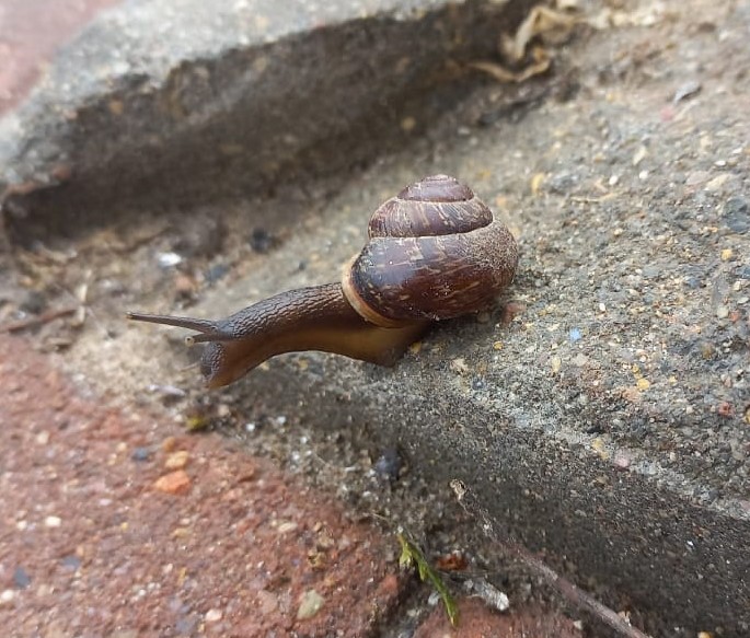 Брюхоногий моллюск