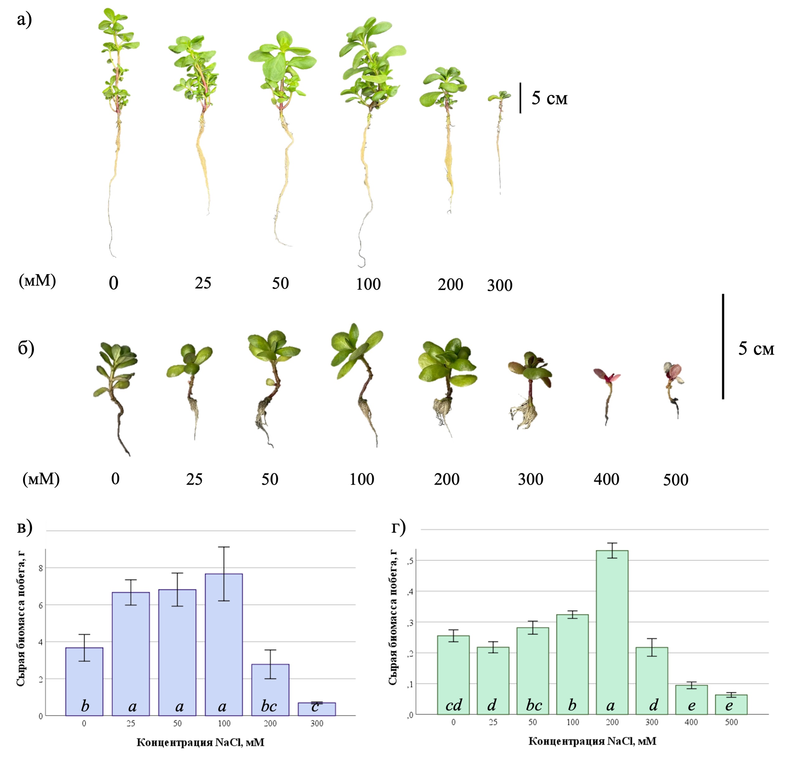  Влияние различных уровней засоления на морфометрические параметры растения P. oleracea: а – фотография экспериментальных растений, выращенных гидропонным методом; б – фотография экспериментальных растений, культивируемых in vitro; в – показатели средней сырой биомассы побегов растений, произрастающих в условиях гидропоники; г – показатели средней сырой биомассы побегов растений, культивируемых in vitro