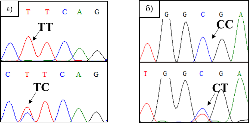 Фрагменты хроматограмм последовательностей гена IGF2 стерляди (Acipenser ruthenus, Linnaeus, 1758), расположенного на 27-й хромосоме: а – SNP 348 Т > С; б – SNP 372 С > Т