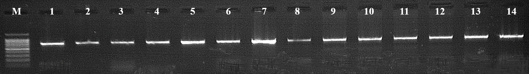 Электрофореграмма результатов ПЦР-амплификации гена IGF2 стерляди (Acipenser ruthenus, Linnaeus, 1758): М – маркер молекулярных масс (DNA Ladder 100+ bp, ЗАО «Евроген»; 1-7 – ПЦР-продукт гена IGF2, расположенного на 27-й хромосоме (694 п.н.); 8-14 – ПЦР-продукт гена IGF2, расположенного на 28-й хромосоме (694 п.н.)