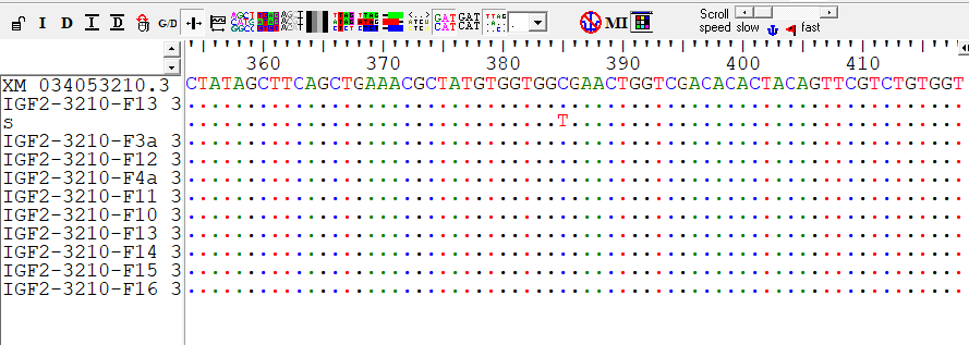 Фрагмент множественного выравнивания гена IGF2 стерляди