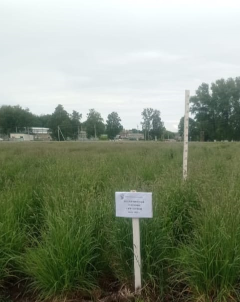 Питомник конкурсного сортоиспытания ежи сборной