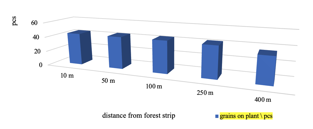 The number of grains per plant of winter wheat variety Emma