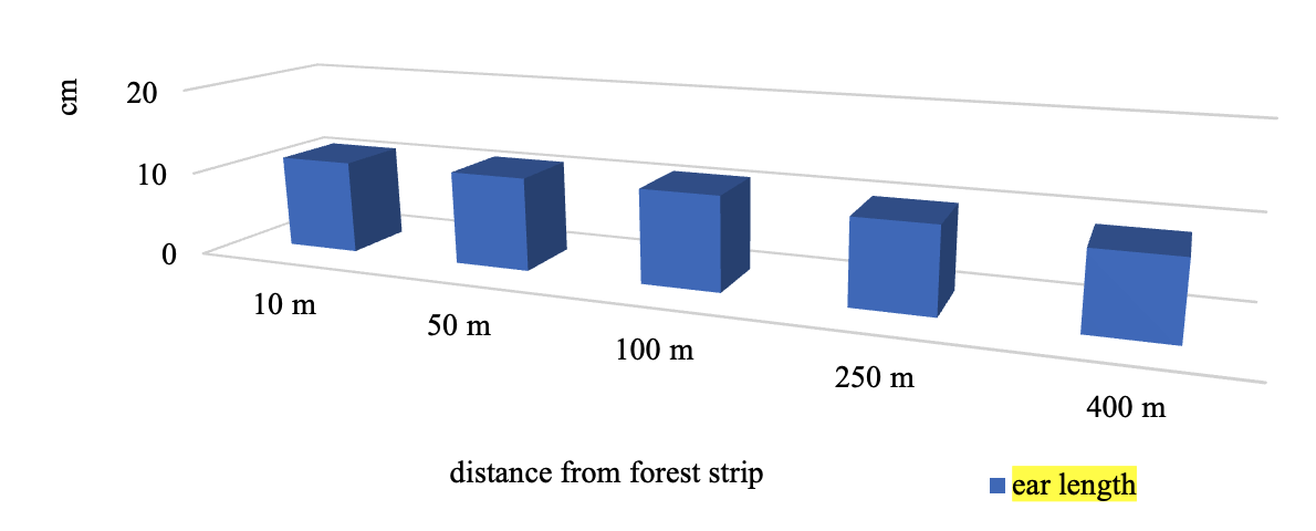 The length of the ear of winter wheat variety Emma