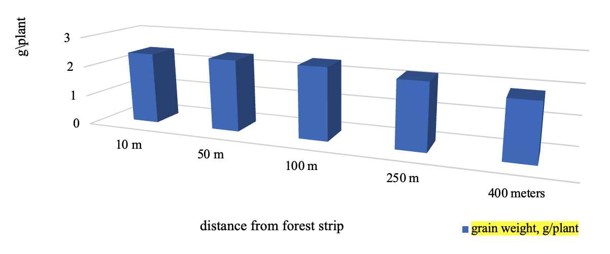 Grain weight on a winter wheat variety Emma