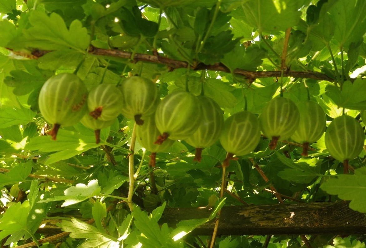Ягоды сорта крыжовника  Малахит  самый урожайный и крупноплодный среди испытуемых сортов крыжовника на Памире