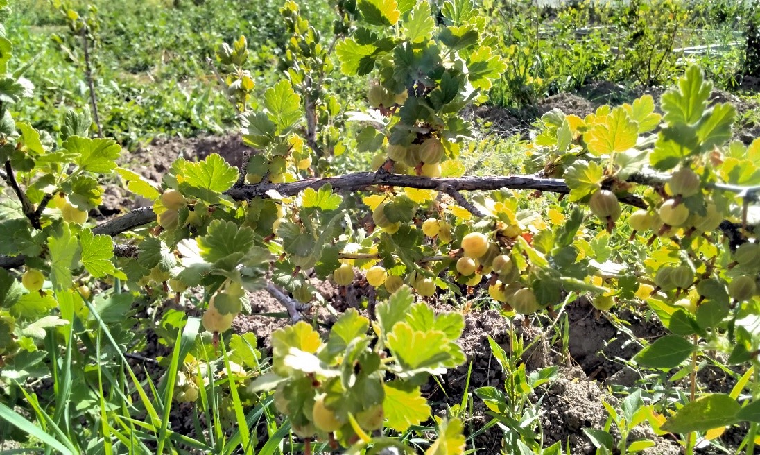 Ягоды сорта Крыжовника обыкновенного (контроль) 