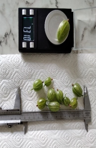 Ягоды сорта крыжовника  Малахит самый урожайный и крупноплодный среди испытуемых сортов крыжовника на Памире