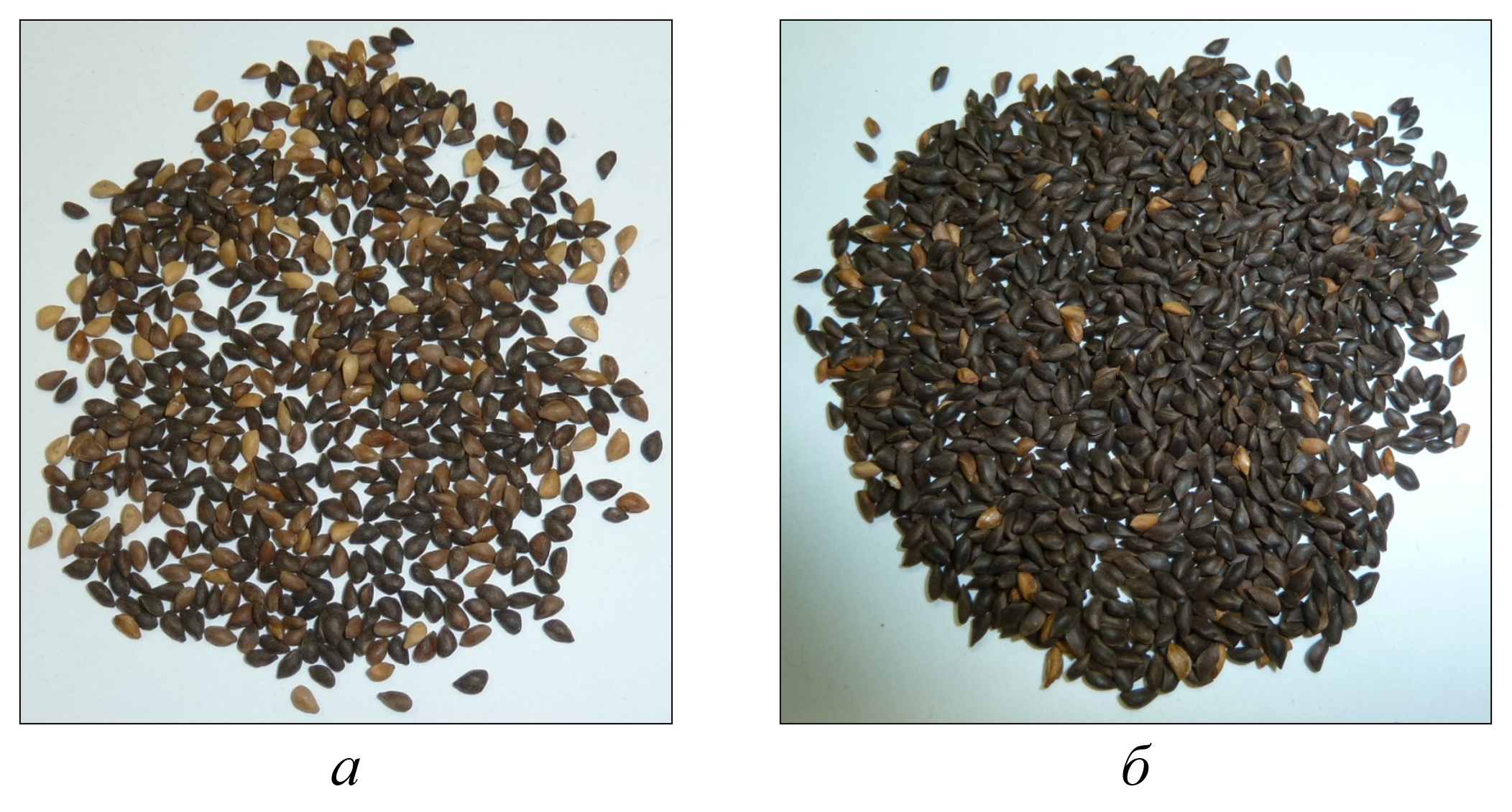 Мозаицизм семян ели: а – дерево № 1; б – дерево № 5