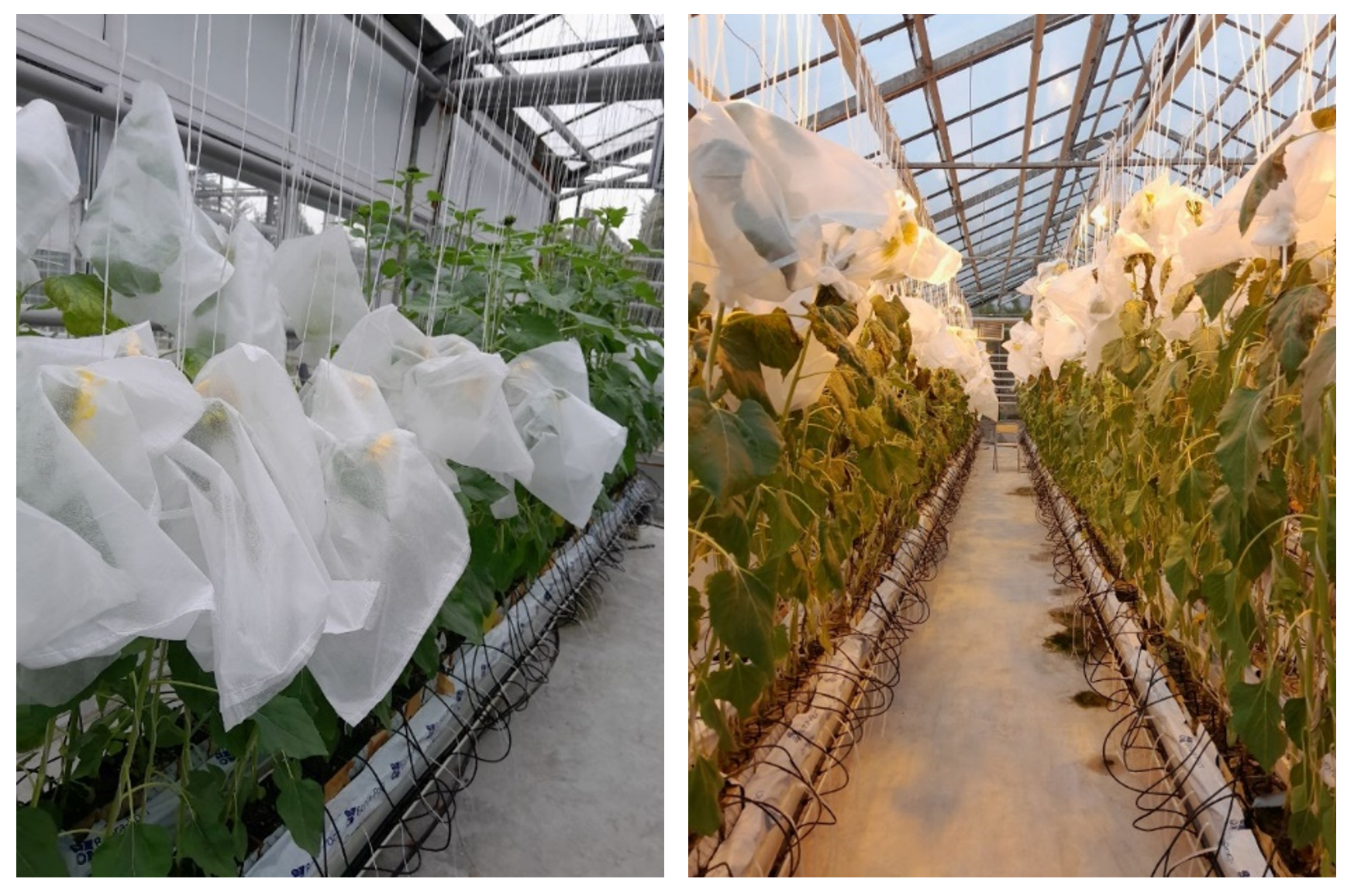 Растения подсолнечника в фазу цветения