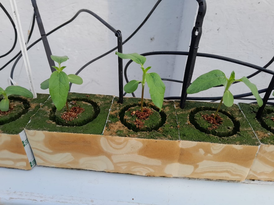 Всходы подсолнечника на минеральном субстрате