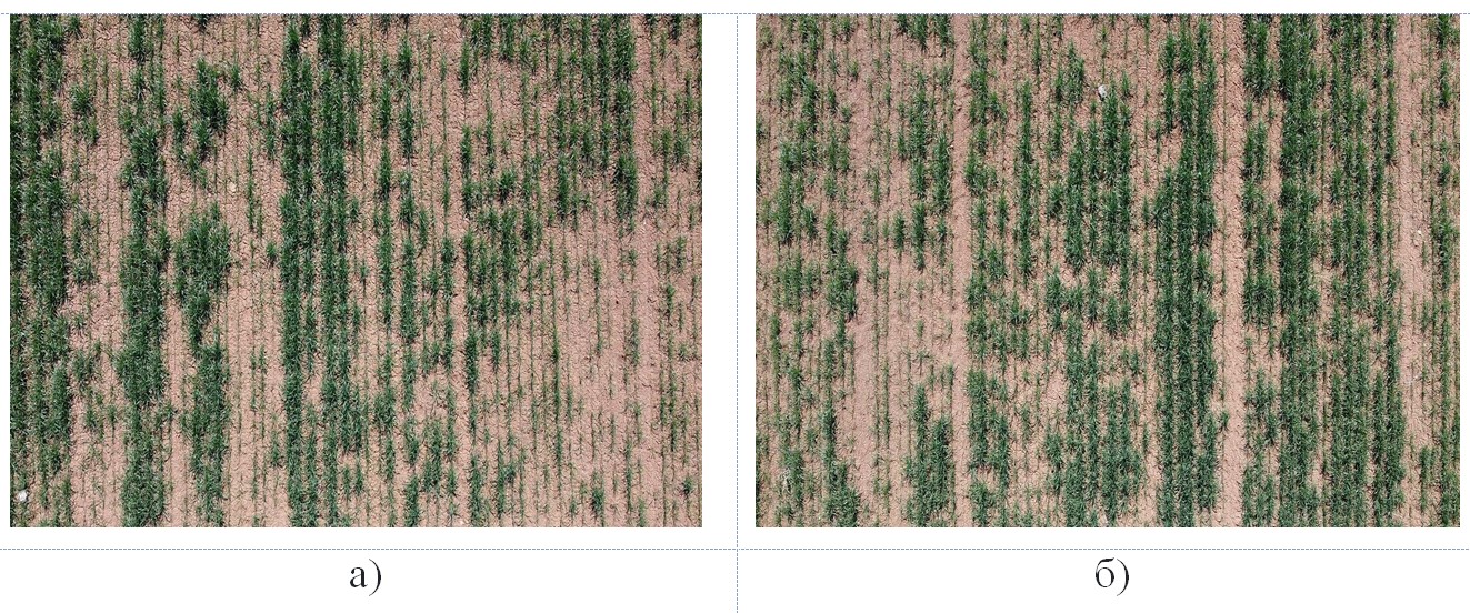 Типовые изображения посевов озимой пшеницы на опытных участках УНПЦ «Горная поляна»