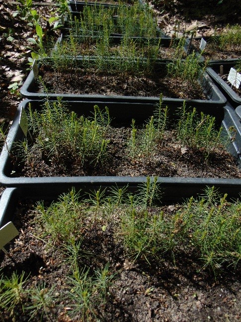 2-летние сеянцы сосны обыкновенной ступинской популяции