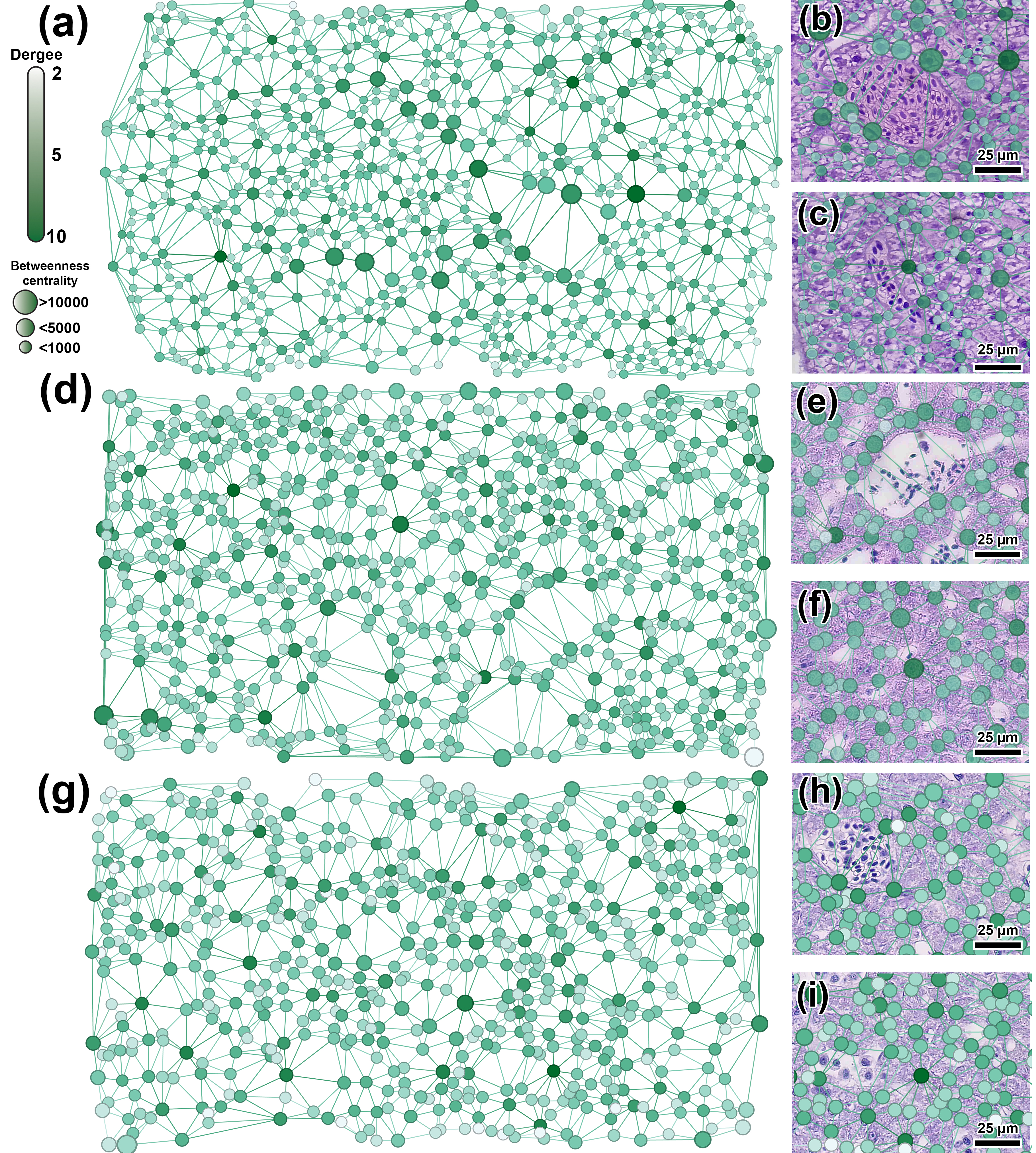 Топологический анализ организации ядер гепатоцитов на основе пространственных графов и репрезентативные гистологические изображения с наложенными на них соответствующими сегментами графа данио (а-с), японской медаки (d-f) и нотобранхиуса Гюнтера (g-i)