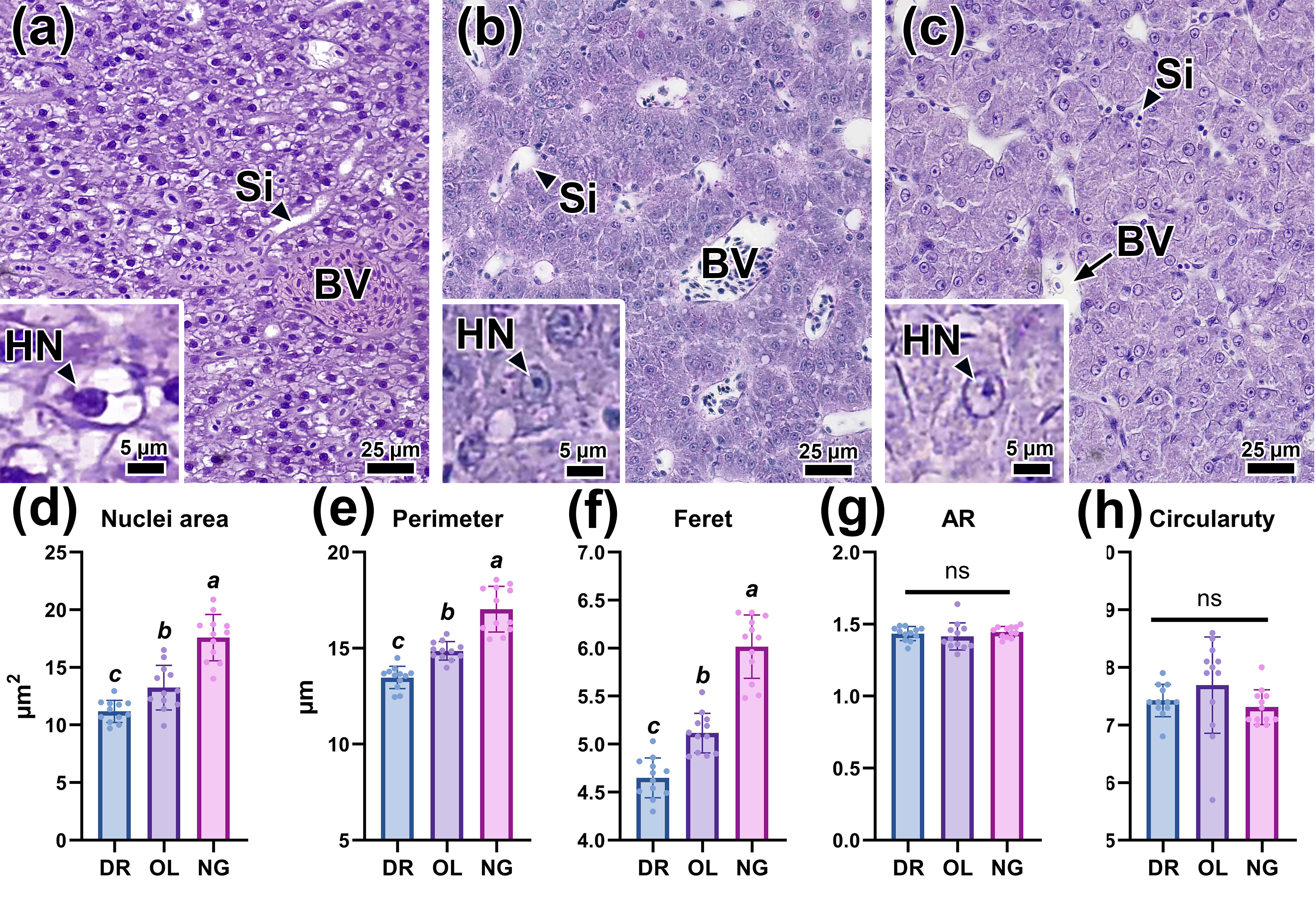 Гистология печени данио (а), японской медаки (b) и нотобранхиуса Гюнтера (c), а также морфометрические показатели ядре гепатоцитов (d-h)