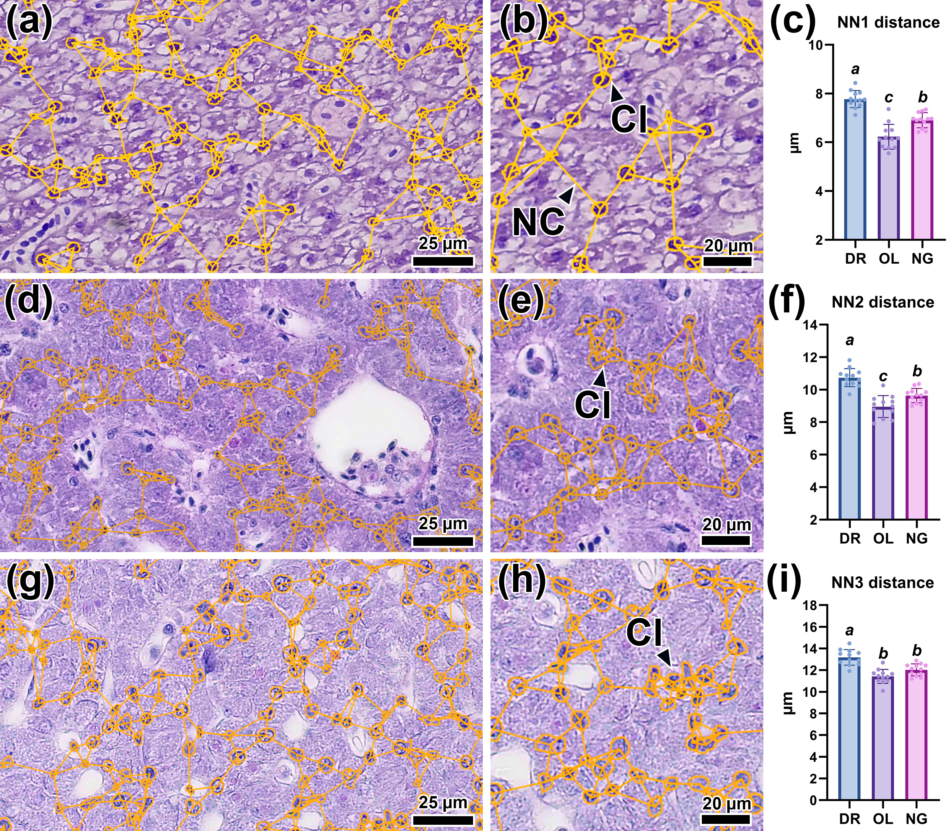 Граф k-ближайших соседей (k = 3) для гепатоцитов печени данио (а, b), японской медаки (d, e) и нотобранхиуса Гюнтера (g, h), а также показатели расстояния до трех ближайших соседей (c, f, i)