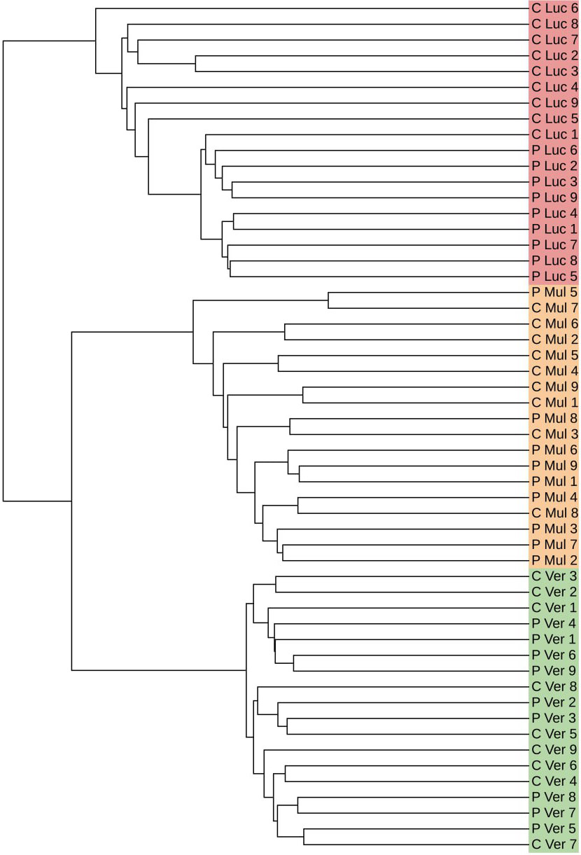   Кластеризация образцов люцерны сортов Verneuil (Ver), Mulfeuil (Mul) и Люся (Luc) на основе ДНК-полиморфизмов в данных секвенирования транскриптомов семядолей (обозначены буквой C в начале названия образца) и целых проростков (обозначены буквой P в начале названия образца)