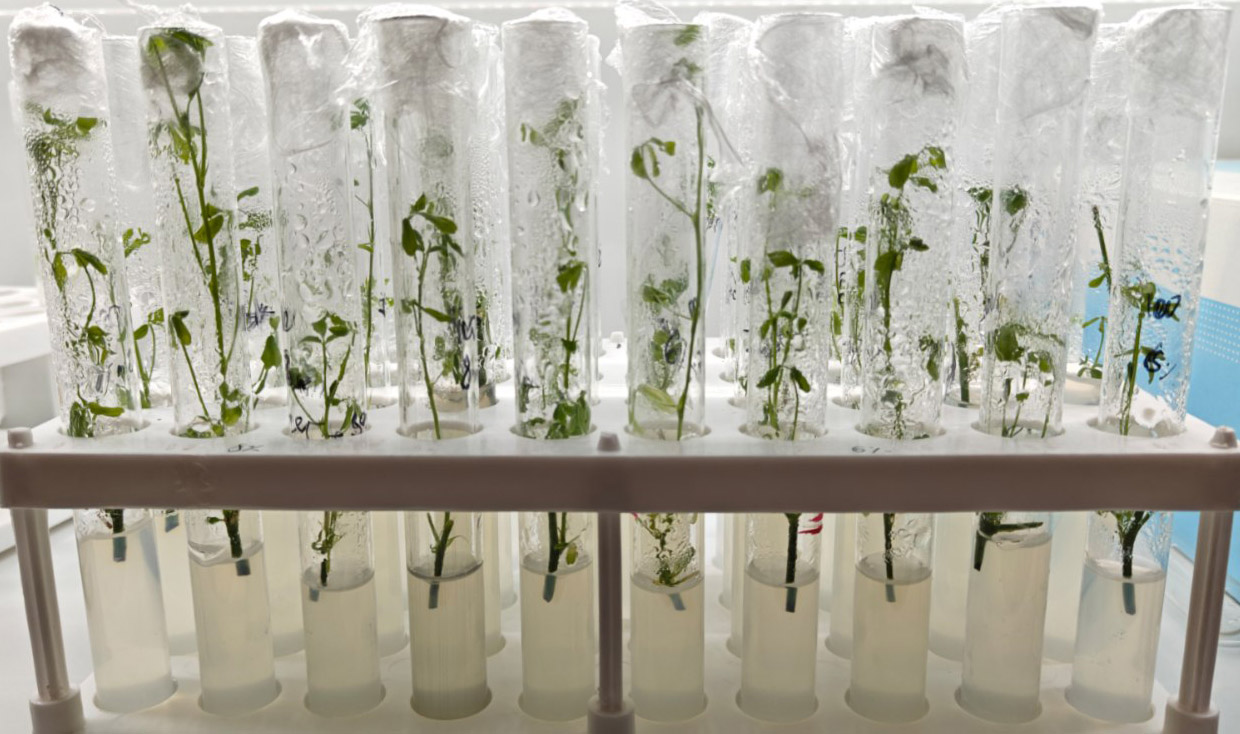 Экспланты люцерны посевной, стерилизованные раствором белизны, на 14-й день культивирования в условиях in vitro