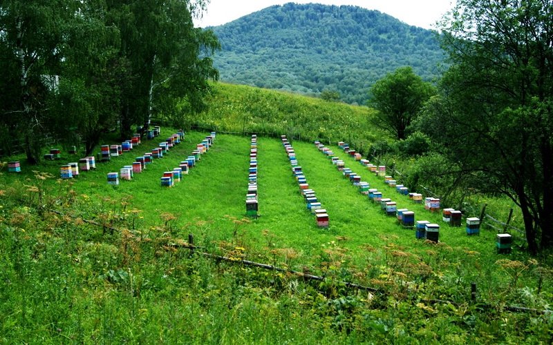 Пасека в горной Ингушетии