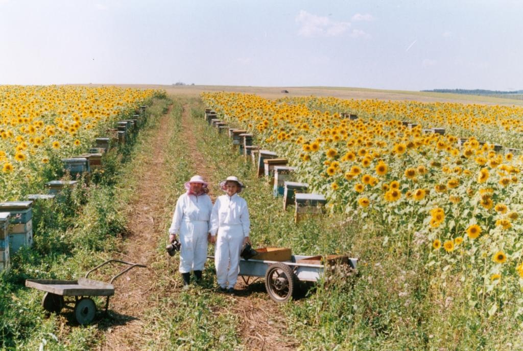 Кочевая пасека на посевах подсолнечника