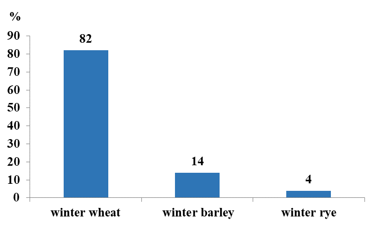 Winter crops in 2025 sowings in the Kaliningrad region