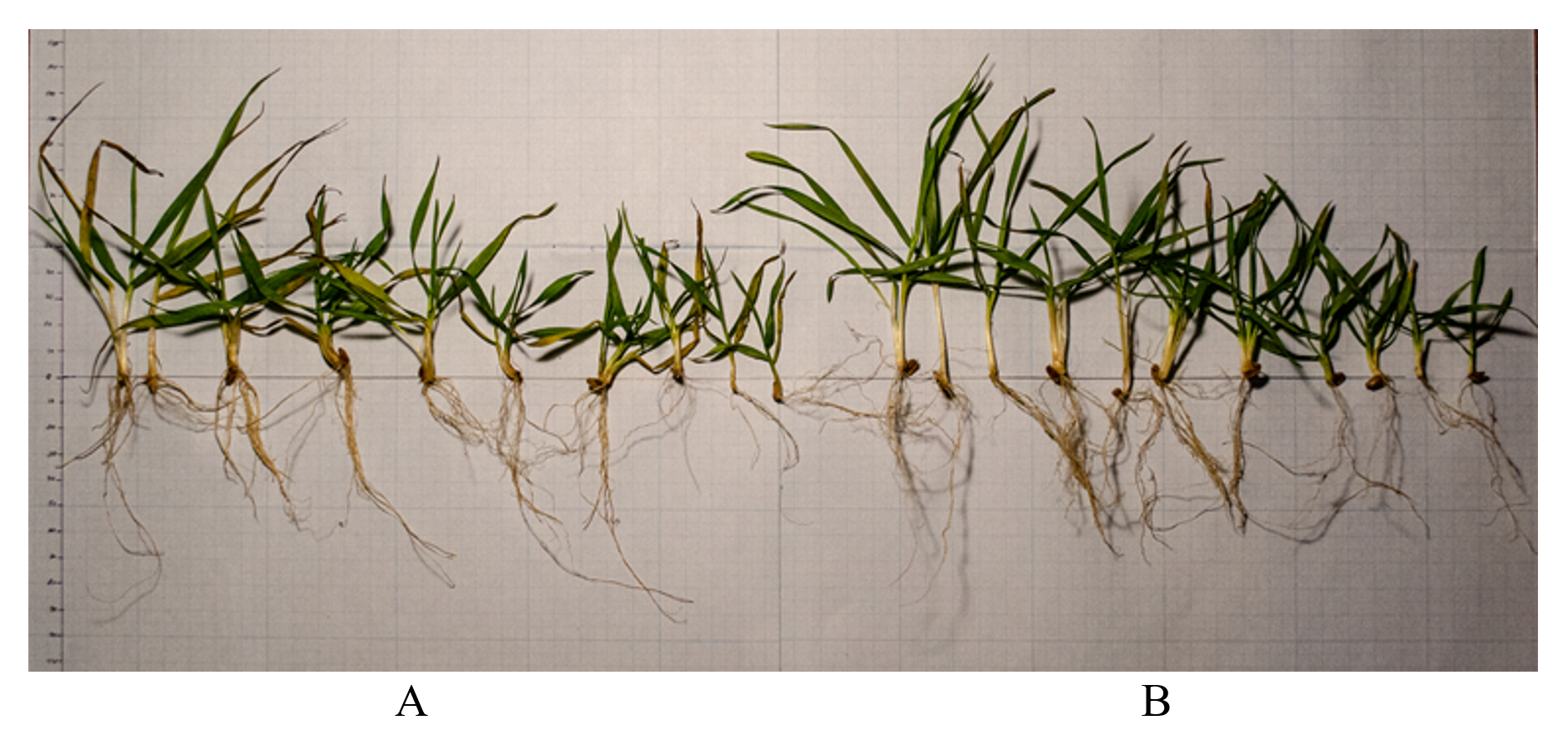 Condition of winter wheat crops in soaking areas in the conditions of the Kaliningrad region: A - in conditions of waterlogged soils; B - in conditions of moderate moisture