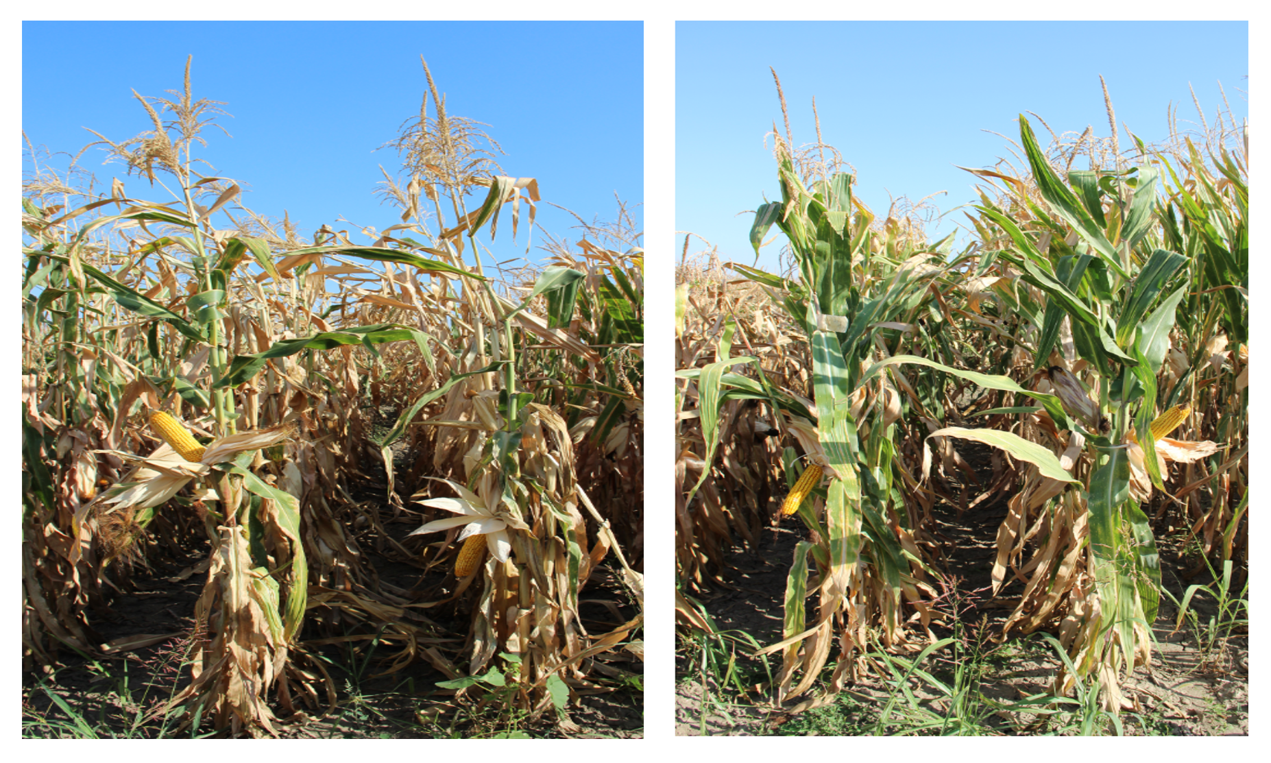 Растения кукурузы сорта Радуга (слева) и Тетрасил (справа) в фазе восковой спелости початка