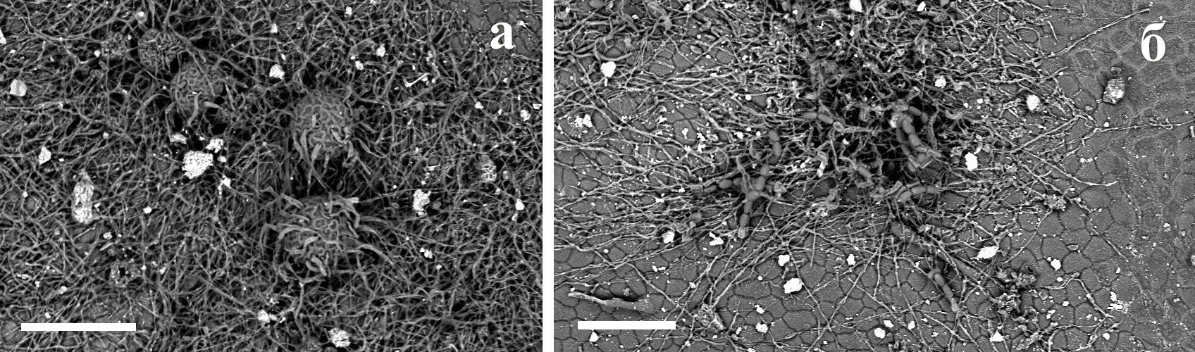 Половая и бесполая стадии развития возбудителя мучнистой росы на листьях растений флокса:а – сорт «Успех» (половая стадия); б – сорт «Синеющий Гаганова» (бесполая стадия)