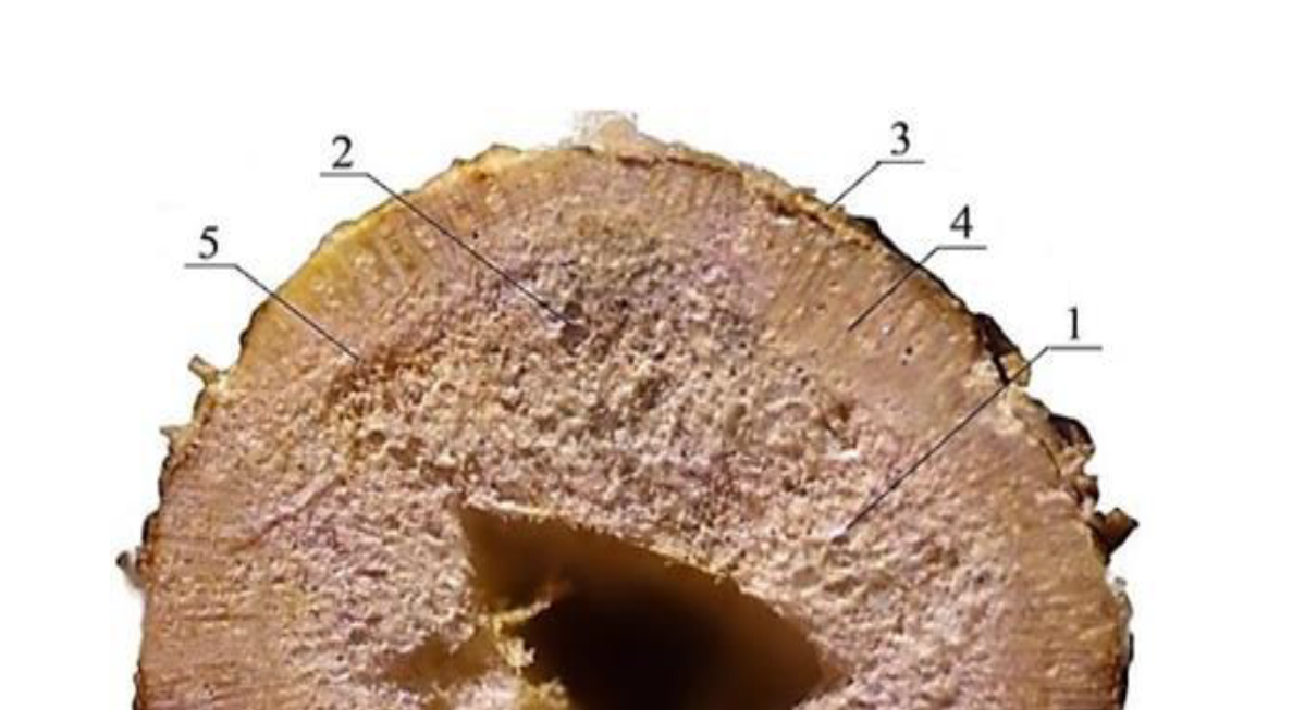 Cross-section of a hollow soy stem at the root neck: 1 – heart parenchyma; 2 – vascular bundles; 3 – epidermal cortex; 4 – wood sclerenchyma; 5 – xylem