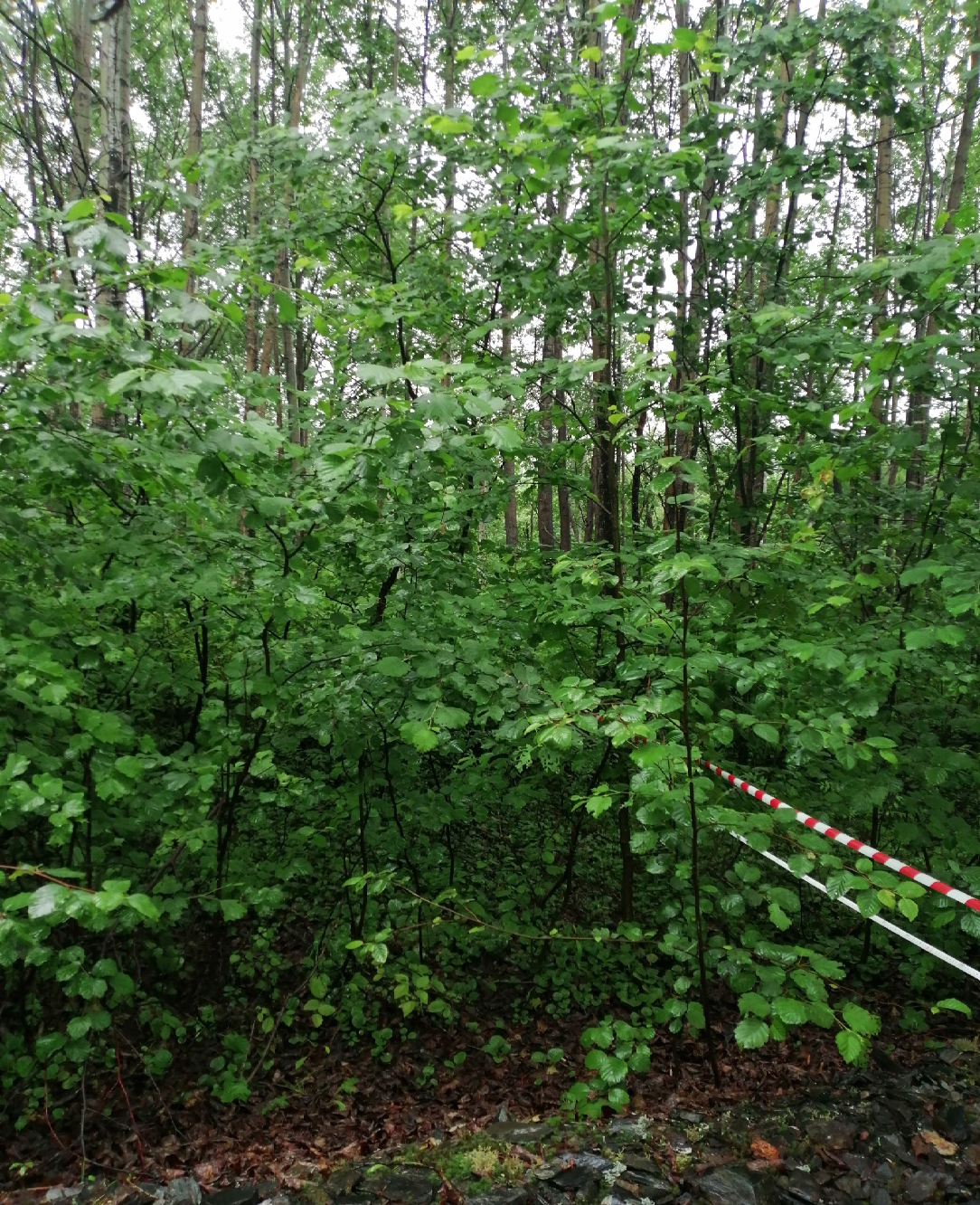  Современное состояние рекультивированной территории Кербинского прииска вблизи с. Главный Стан