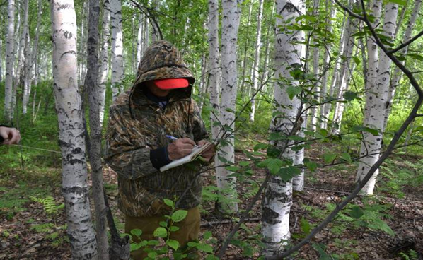 Современное состояние рекультивированного участка Кербинского лесничества в 1988 году с использованием почвенных микроорганизмов и гуминовых препаратов