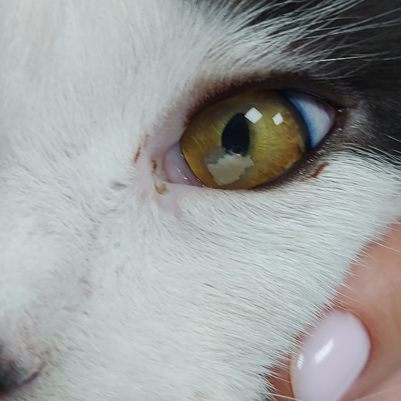 Макрофото патологического участка роговицы