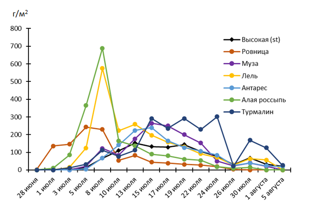 Динамика формирования урожайности плодов сортами малины в 2024 г.