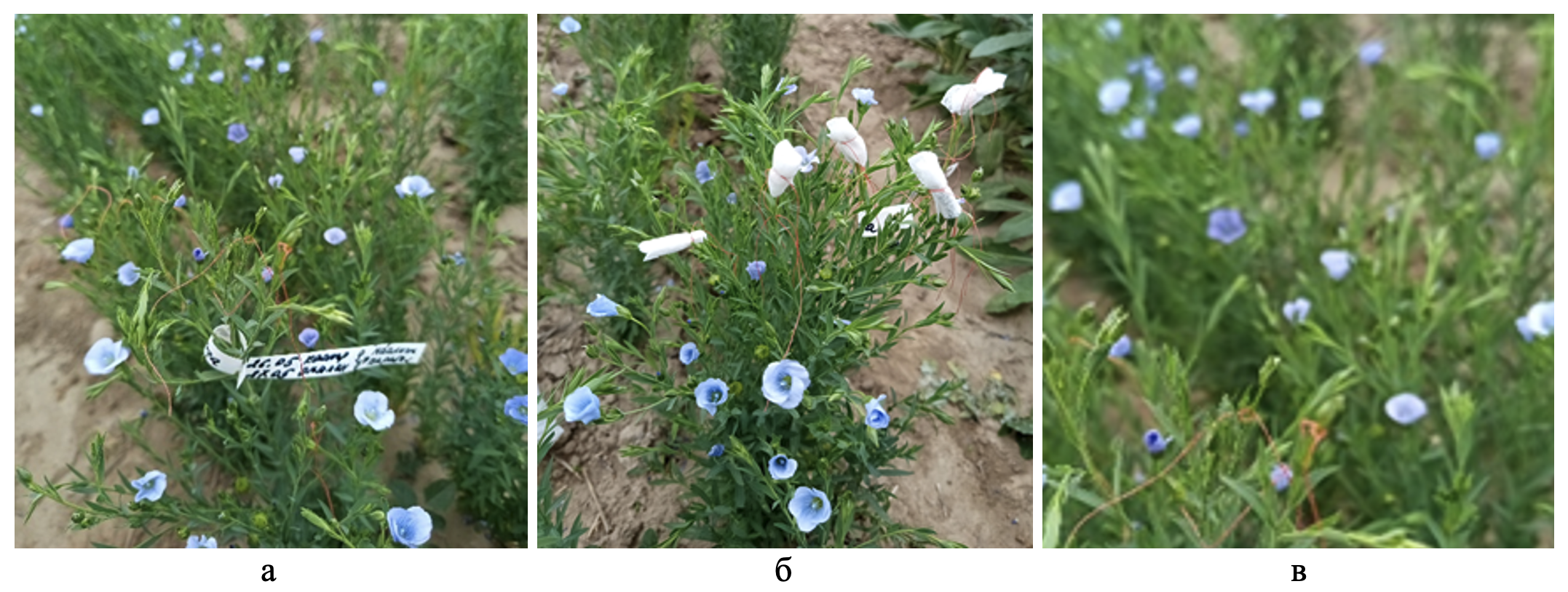 Варианты опыта при гибридизации:а – без изоляции; б – с изоляцией; в – без кастрации и без изоляции и опыления (контроль)