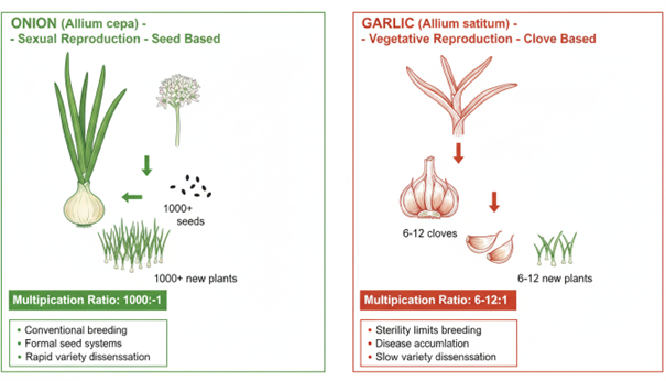 Comparison of sexual (seed-based) reproduction in onion versus vegetative (clove-based) reproduction in garlic