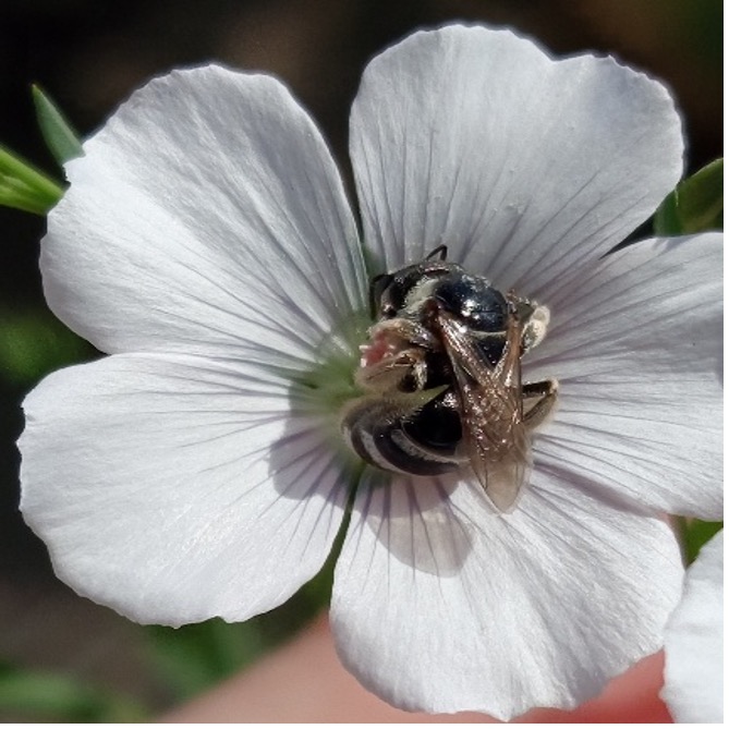 Медоносная пчела (Apis mellifera L.) на цветке льна