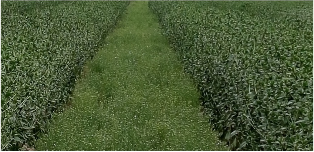 Расположение одной родительской формы в условиях полевого стационара