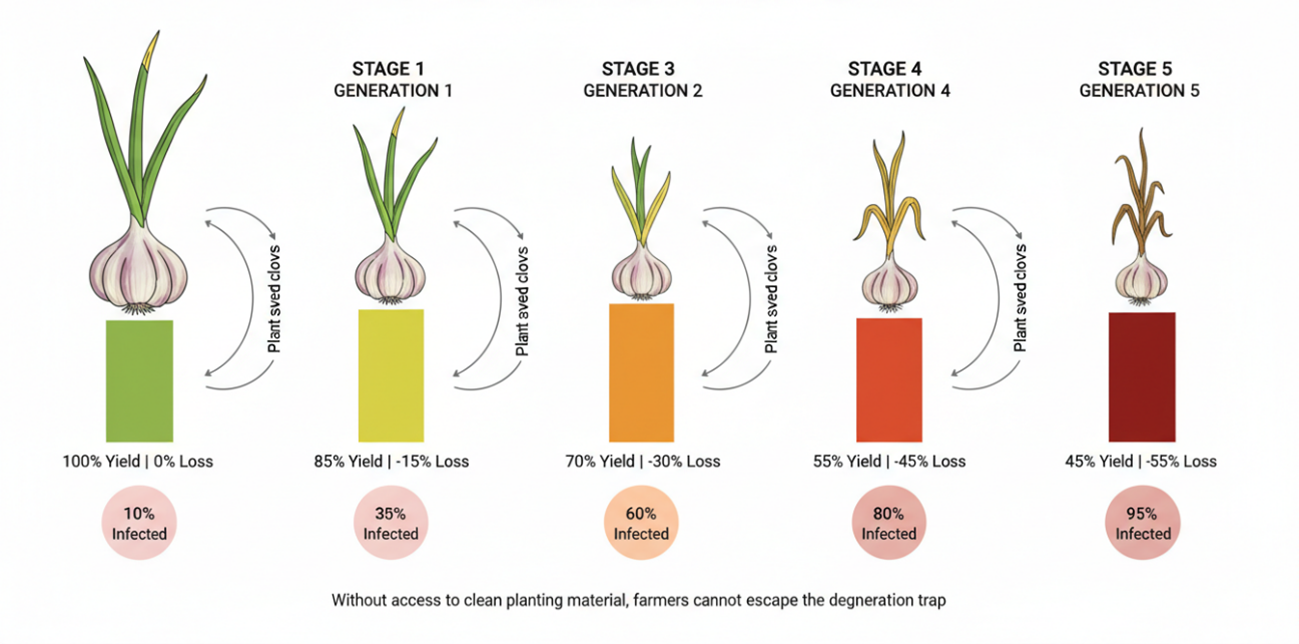 The garlic degeneration trap showing viral accumulation and yield decline over five successive generations of vegetative propagation