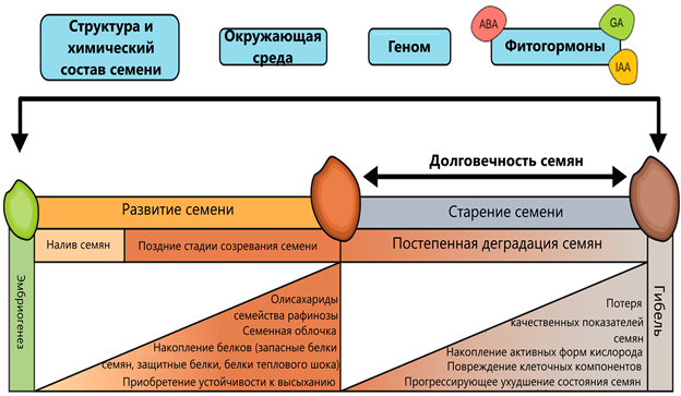 Факторы, влияющие на долговечность семян, и процессы, связанные с развитием и старением семян